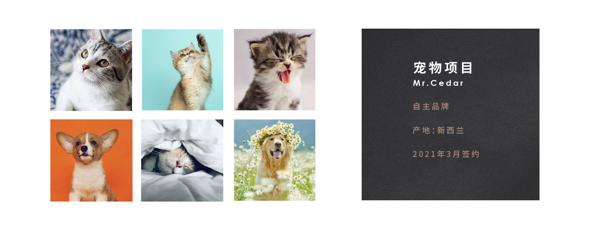 新-宠物项目.jpg